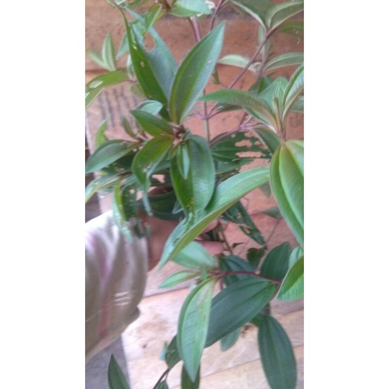 

daun senggani fresh 100 gr