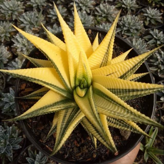 Haworthia Limifolia Vatiegata big size