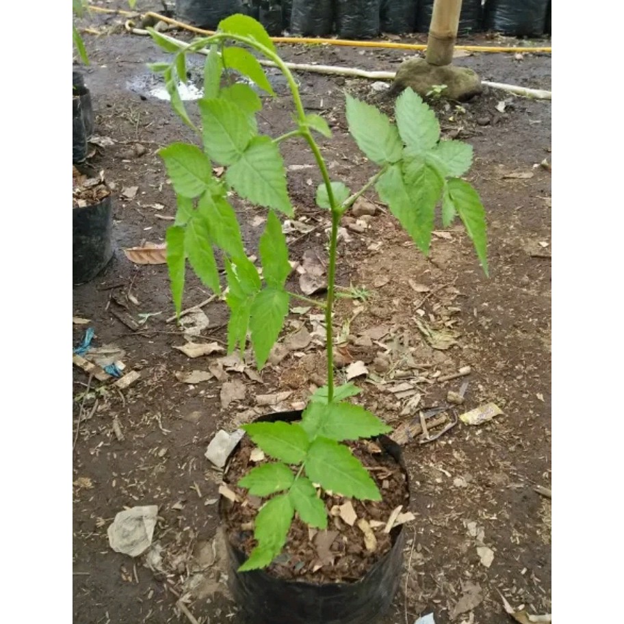 Bibit pohon buah raspberry/arbei