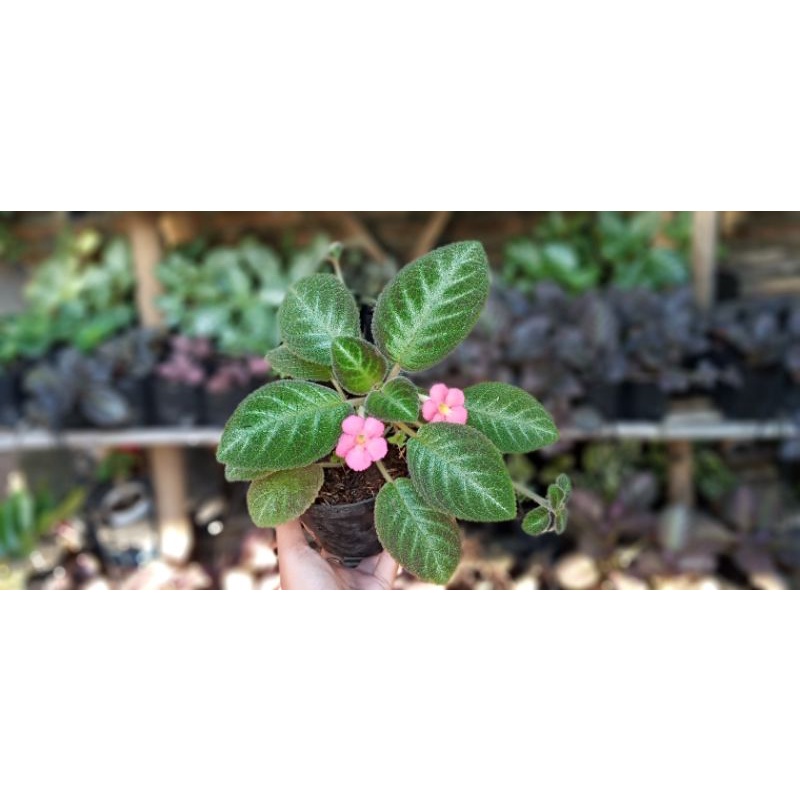 Episcia Lillemon Bunga Pink