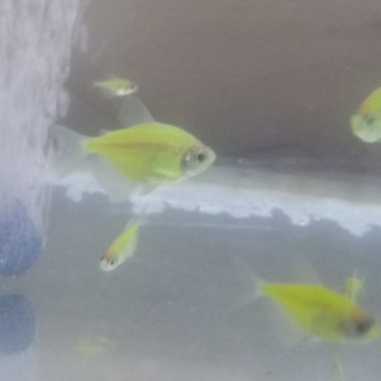 IKAN HIAS DANIO GLOFISH TETRA HIASAN AKUARIUM AQUASCAPE PER PCS