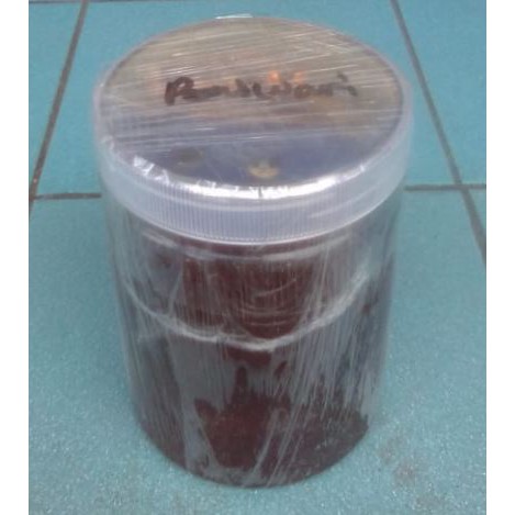 

Madu Kashmir Baswari 1 Kg (Kualitas tertinggi madu Kashmir di atas mumtaz) 100% madu asli