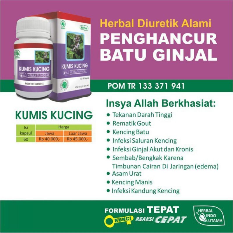 HIU KAPSUL KUMIS KUCING - Radang Saluran Kencing - batu ginjal