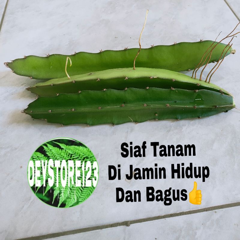 Benih Buah Naga Super