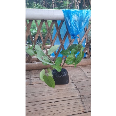 bibit stek markisa konyal