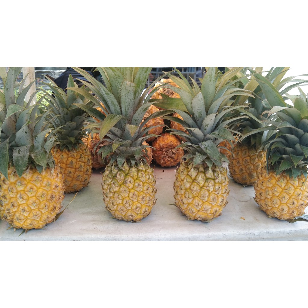 

NANAS MADU PEMALANG NANAS MADU MANIS