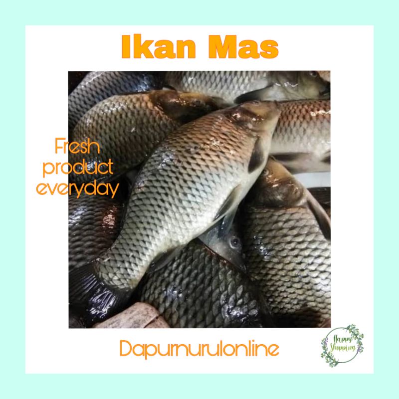 

Ikan mas fresh 500 gr - 1 kg