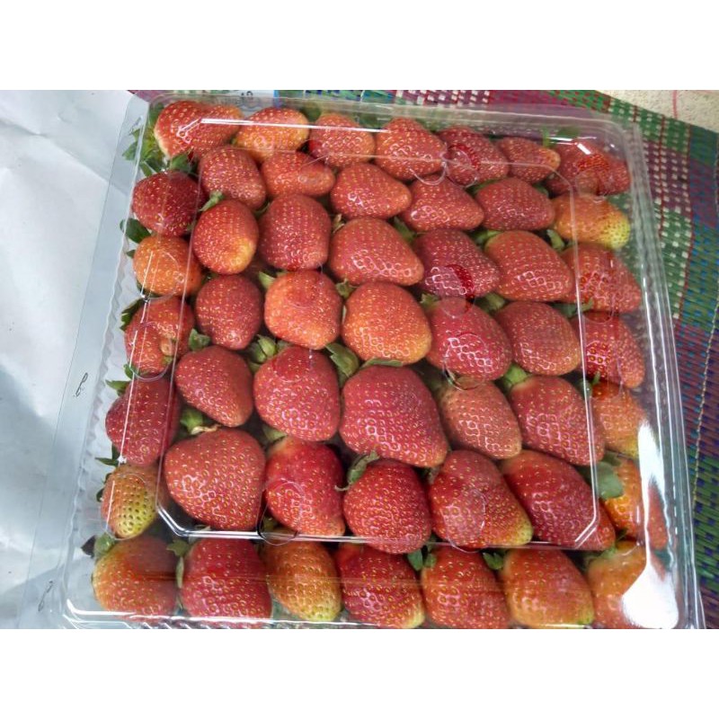 

Strawberry/ Stroberi Segar