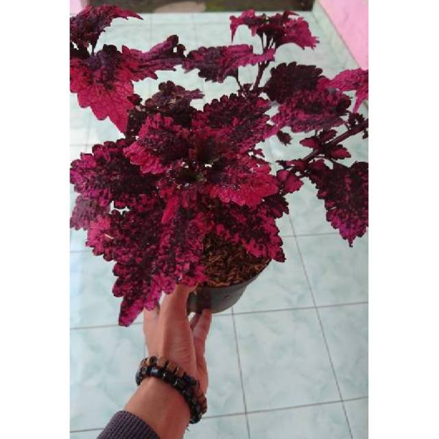 Coleus plant tanaman coleus bunga hias tanaman hias