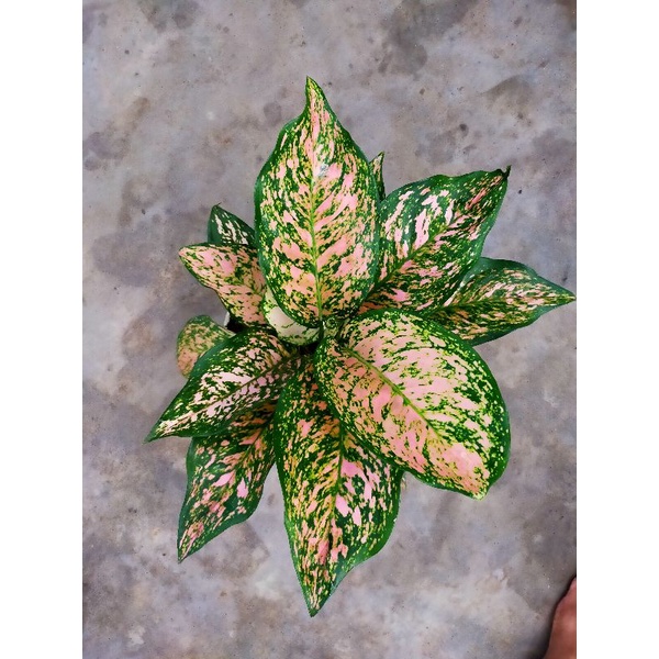 aglonema ruby dinamit