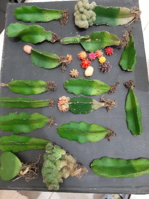 Paket Hemat 3 Pcs Plus Pot