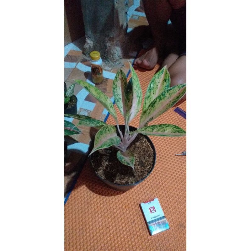 Aglonema madona twister