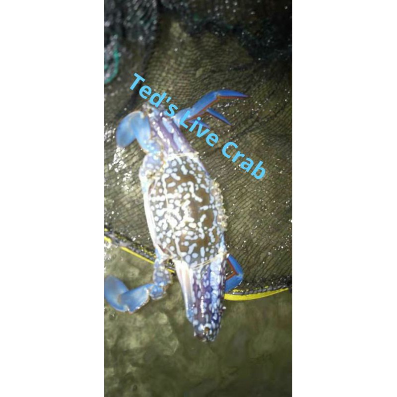 Kepiting Rajungan Hidup / Live Sea Crab