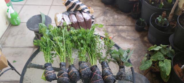 Media Tanam Cocopeat