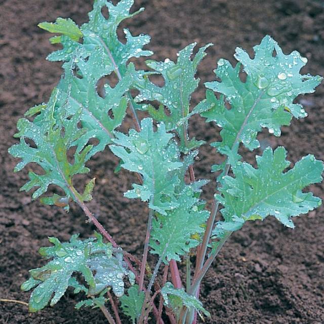 Benih Starbor (F1) Kale Seed