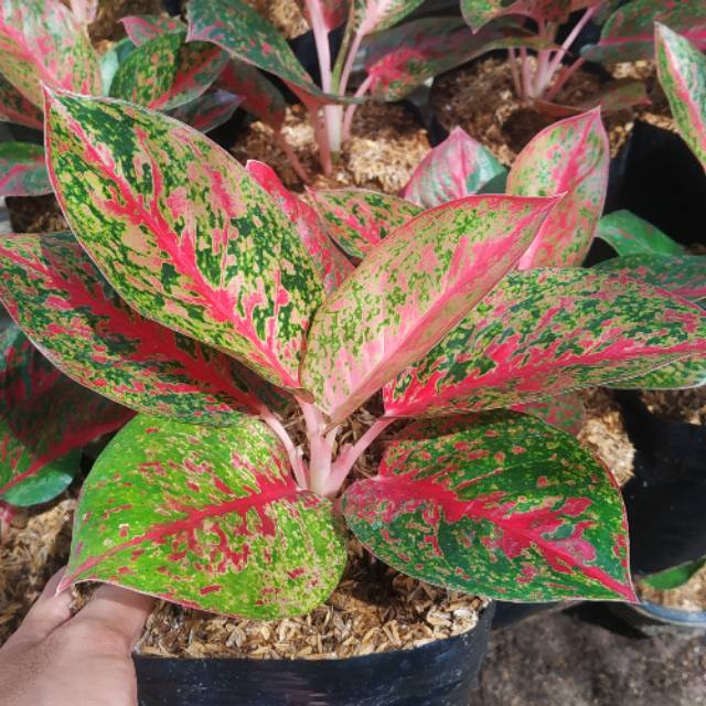 Tanaman Aglaonema  red stardust