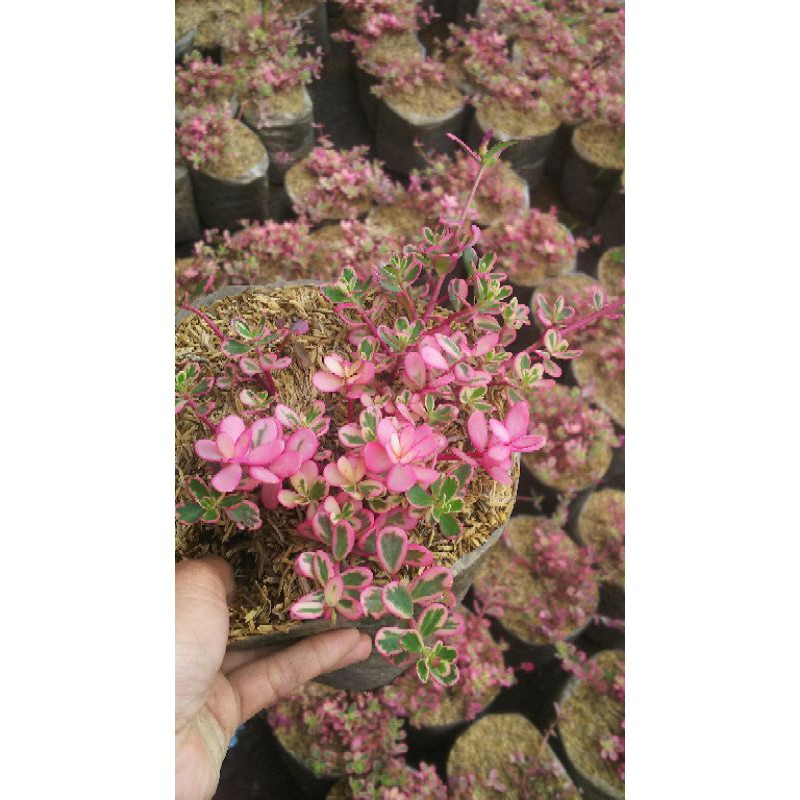 Tanaman hias Krokot varigata pink/ portulaca pink