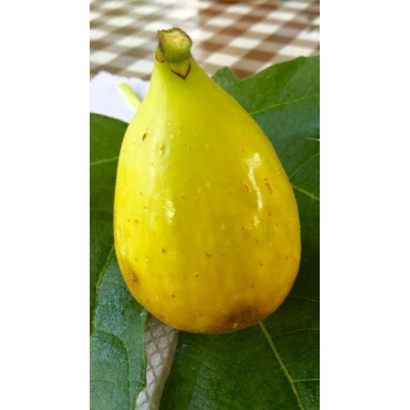 bibit cangkok pohon buah tin kuning lonjong jenis Dalmatie rusia