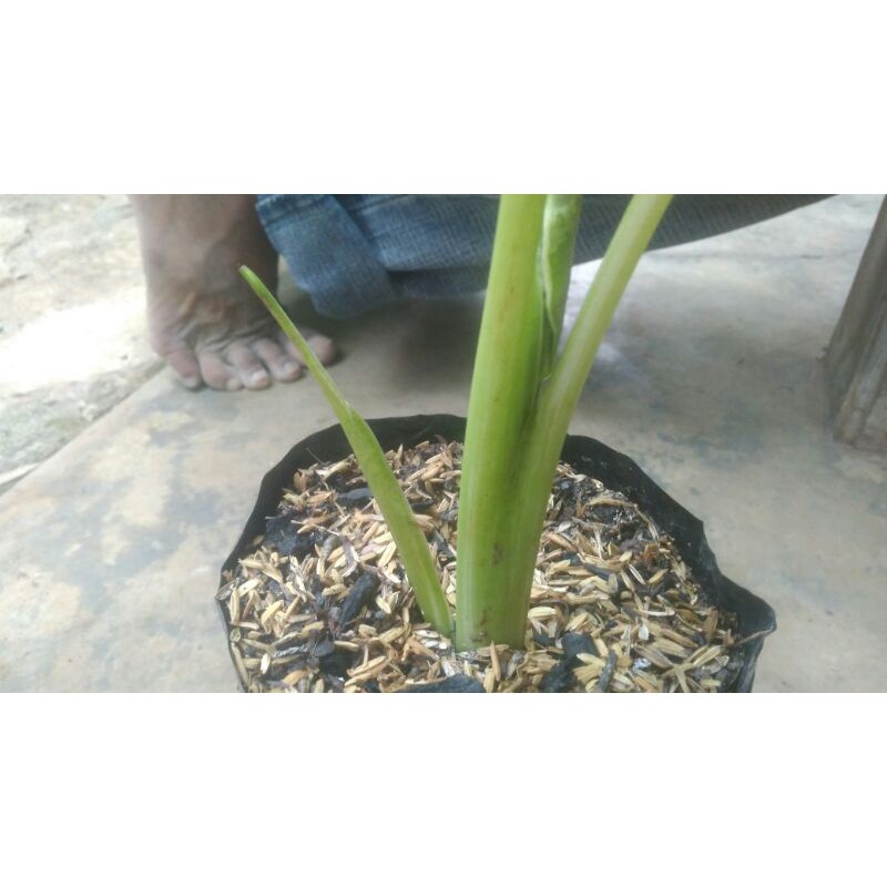 tanaman sente/talas varigata