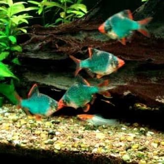Ikan Hias Sumatera Hijau ~ Green Tiger Barb L