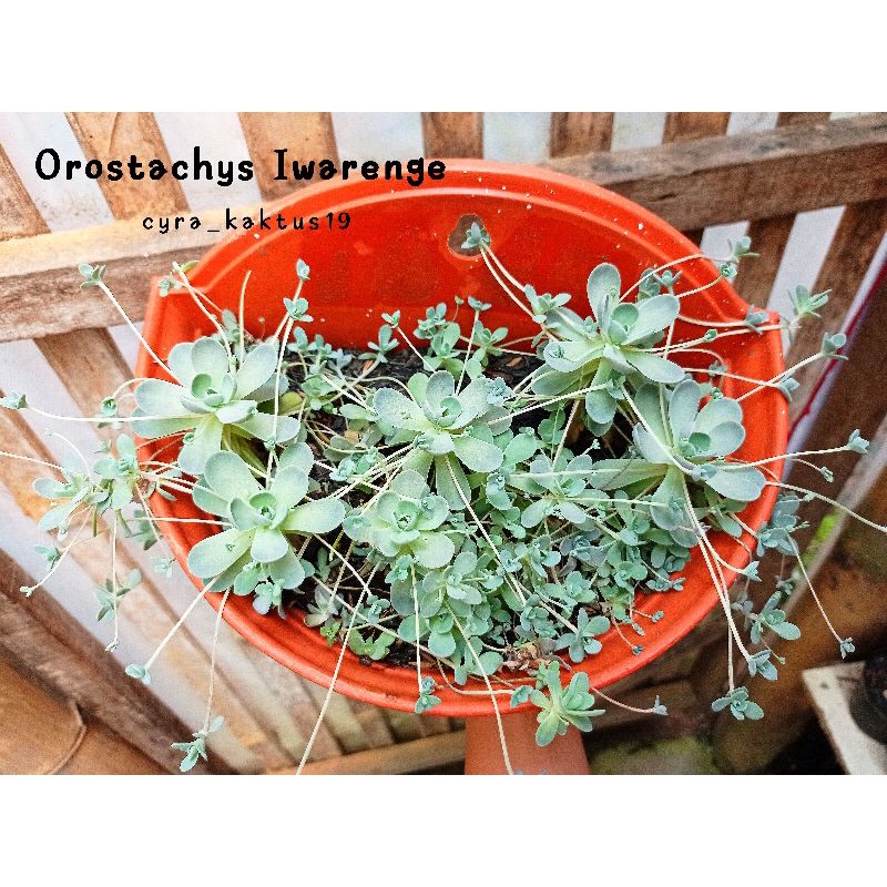 Sukulen Orostachys Iwarenge