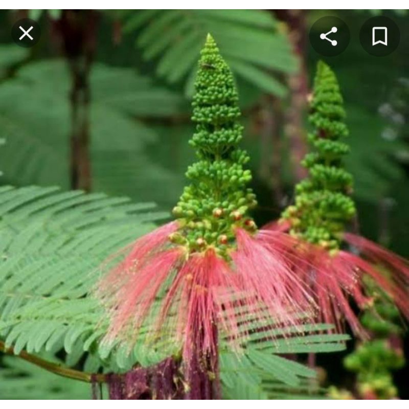 Bibit Kaliandra Pagoda