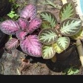 Paket Tanaman EPISCIA paludarium terrarium vivarium hiasan