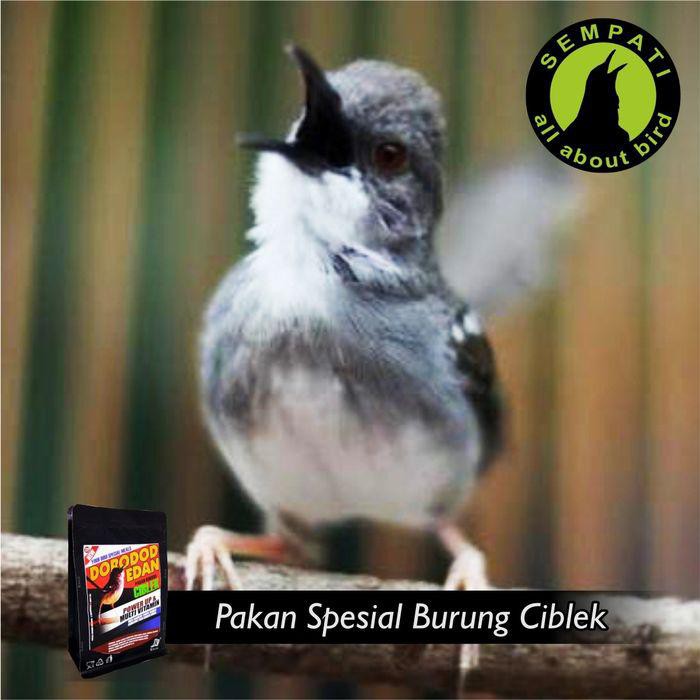 Dorodod Edan Ciblek Voer Halus Pakan Burung Ciblek