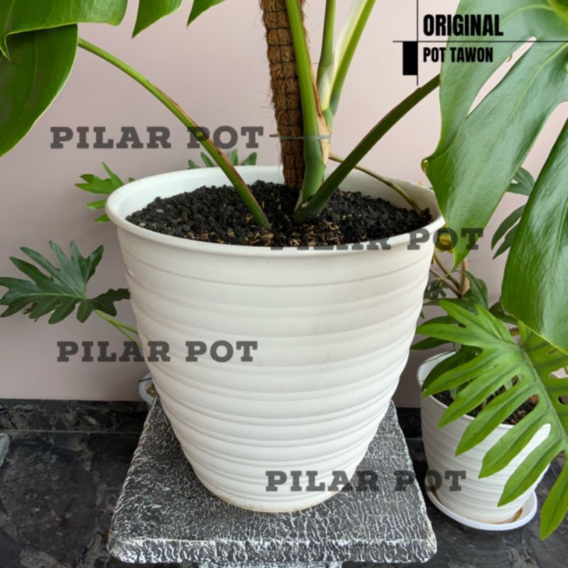 Pot bunga tawon putih tinggi(PIRUS) 35cm - tawon asli