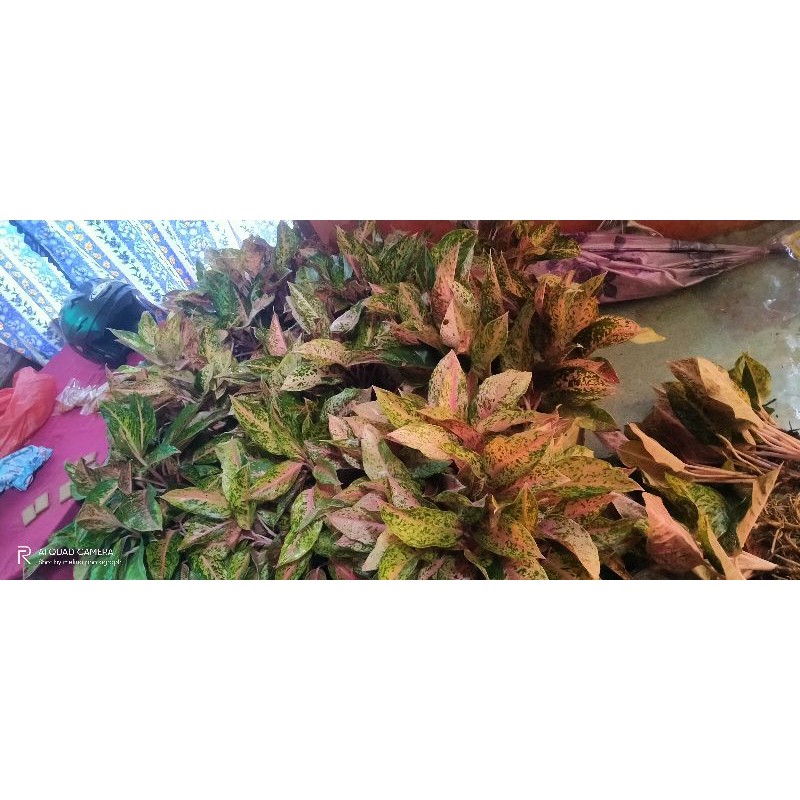 aglaonema bigroy (anakan)