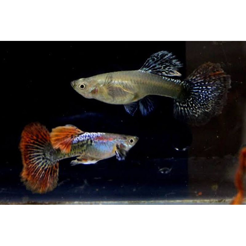 Ikan guppy dragon big ear (Sepasang)