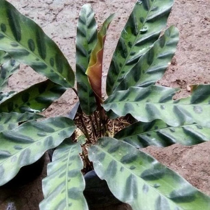 tanaman hias calathea kalathea bulu ayam