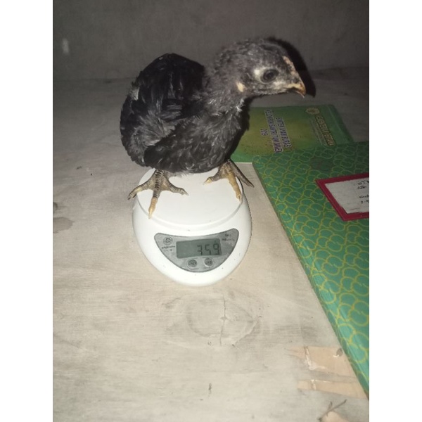 

anak ayam kub umur 6minggu