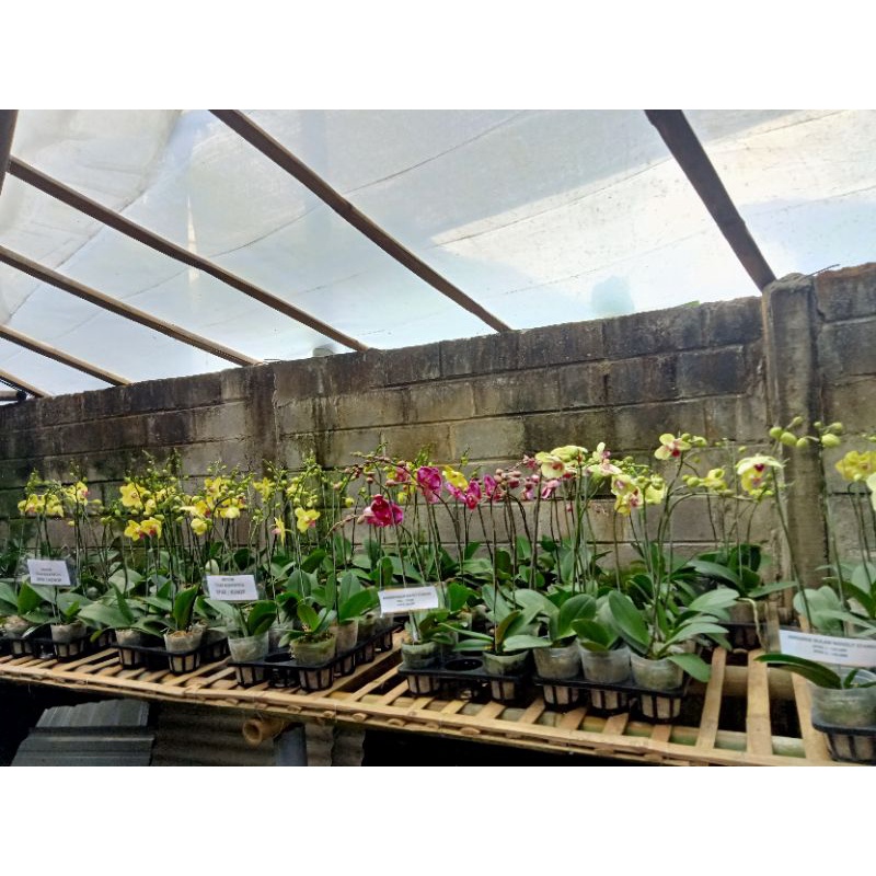 Anggrek bulan knop mekar