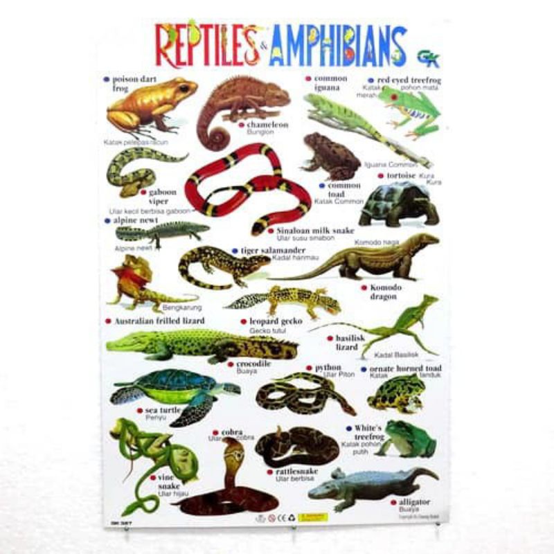 poster hewan reptil murah