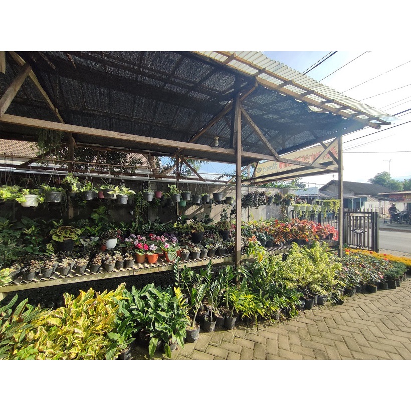 TANAMAN BUNGA PHILODENDRON HASTATUM SILVER BUNGA MURAH TERAWAT PHILO SWOR SILVER