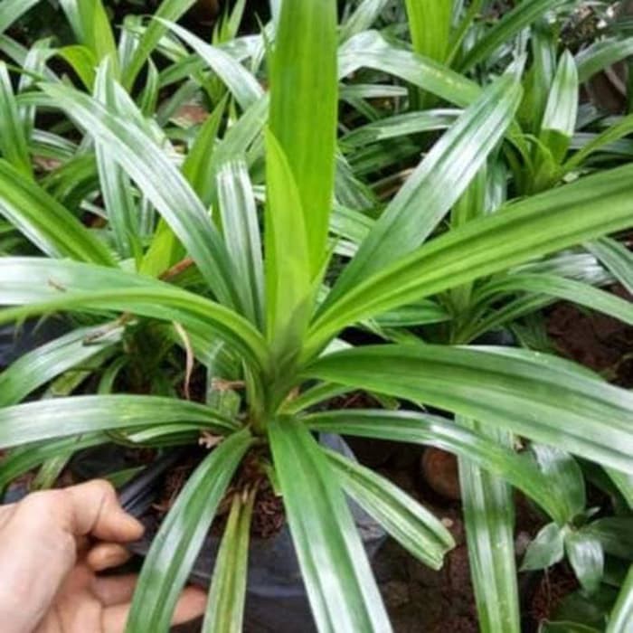 TANAMAN HIAS Pandan wangi - pohon pandan wangi - tanaman hias pandan wangi