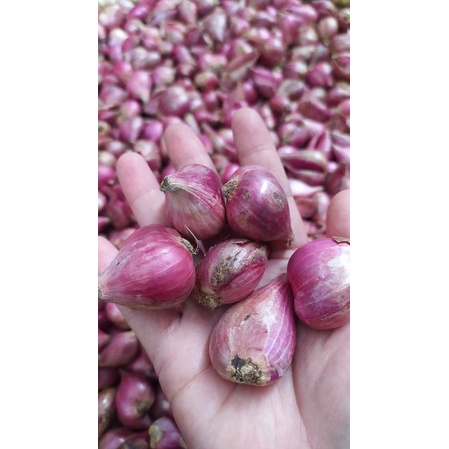 

bawang merah asli brebes