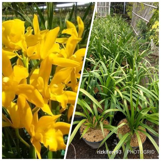 CYMBIDIUM GOLDEN BOY