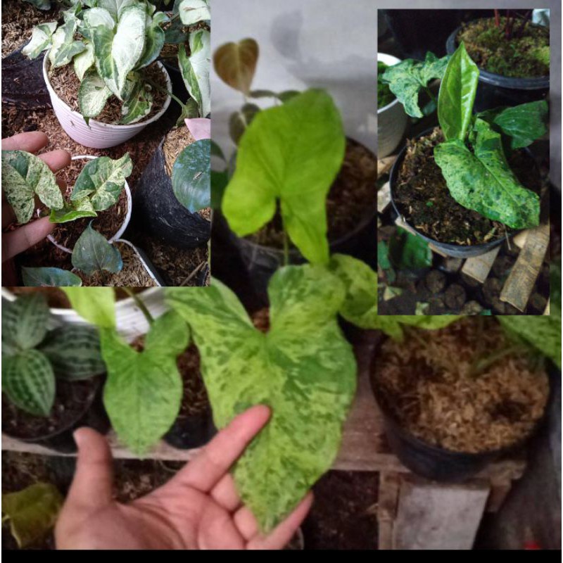 Paket marble. syngonium. vatigata