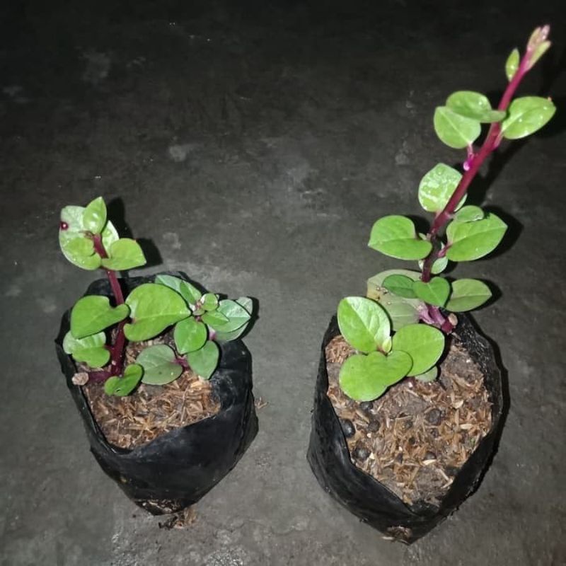 binahong merah tanaman herbal binahong merah