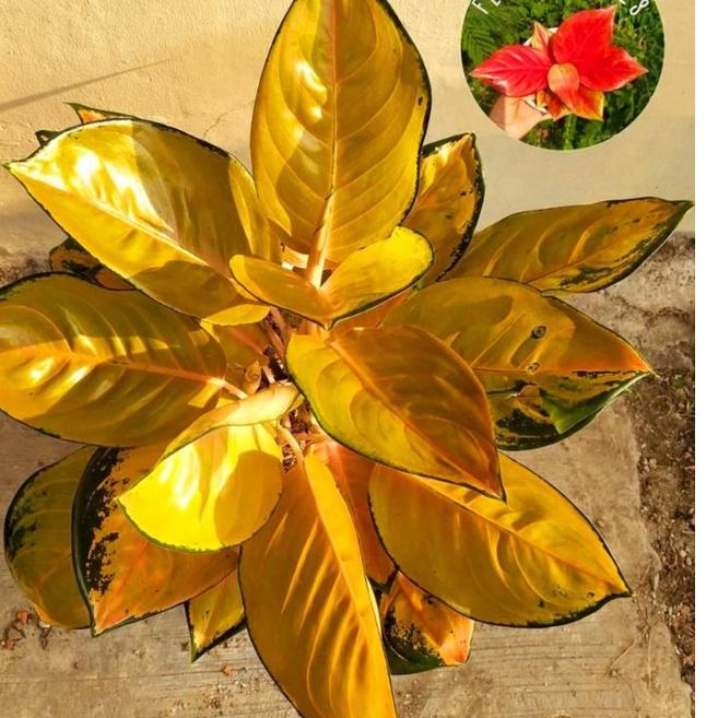 [❤[PROMO MURAH]❤]Aglonema Sultan brunei remaja - tanaman hias hidup - bunga hidup - bunga aglonema - aglaonema merah - aglonema merah - aglonema murah - aglaonema murah