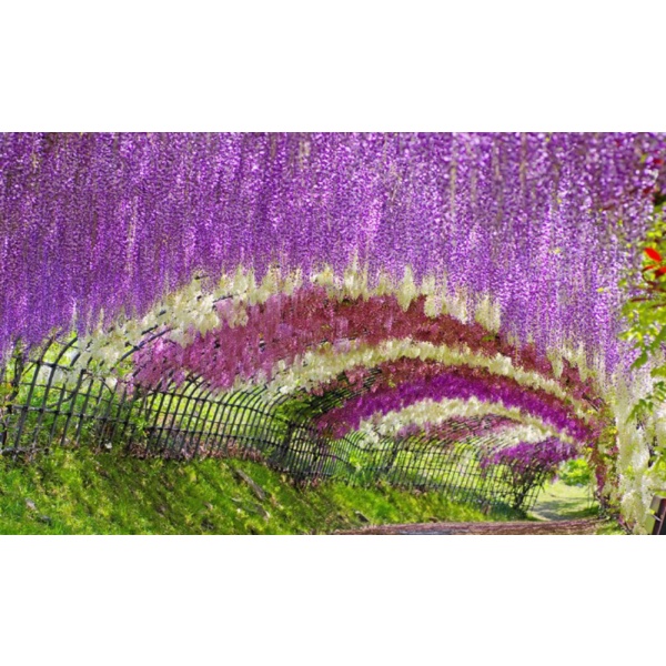 Unik Bibit  Benih  Seeds Japanese Wisteria Mix Biji Wisteria Berkualitas