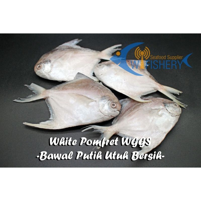

Ikan Bawal Putih Frozen Utuh Bersih - Size 200-400gr