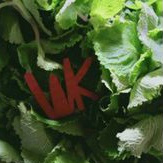 

Daun Bangun Bangun