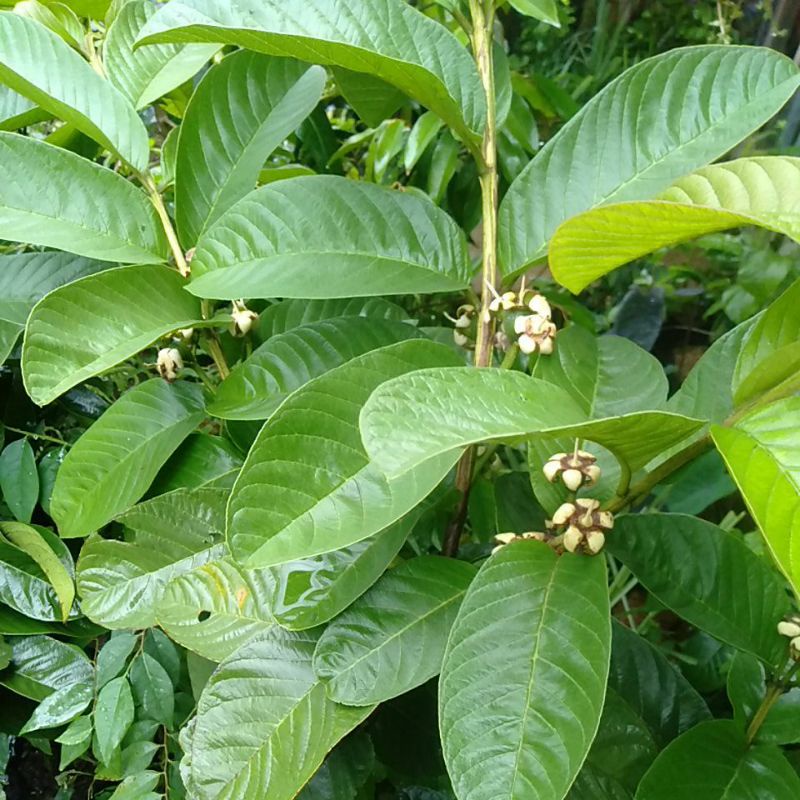 

Tanaman Buah Jambu Sukun