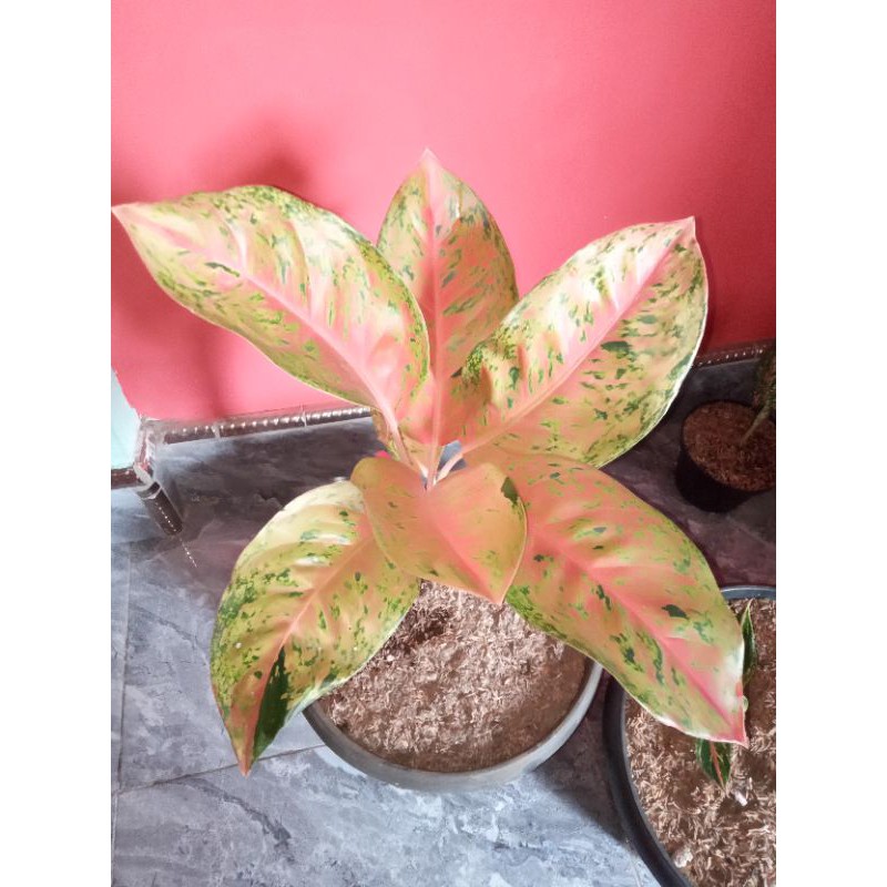 bunga Aglonema big roy jumbo mutasi