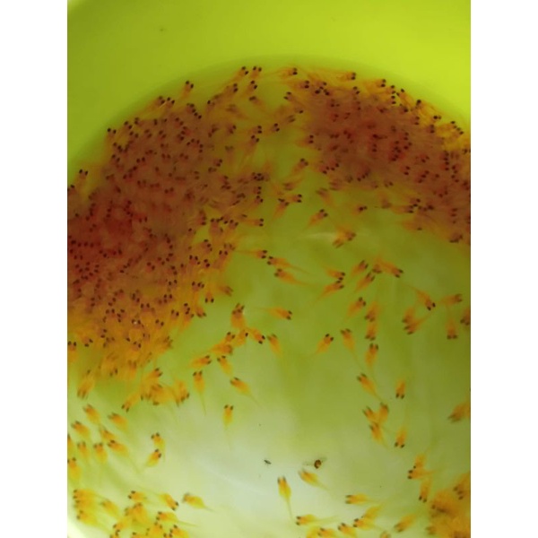 paket500Butir larva gurame padang