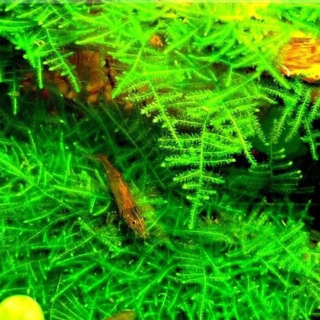 MOSS CRISMAST TANAMAN LUMUT AQUASCAPE