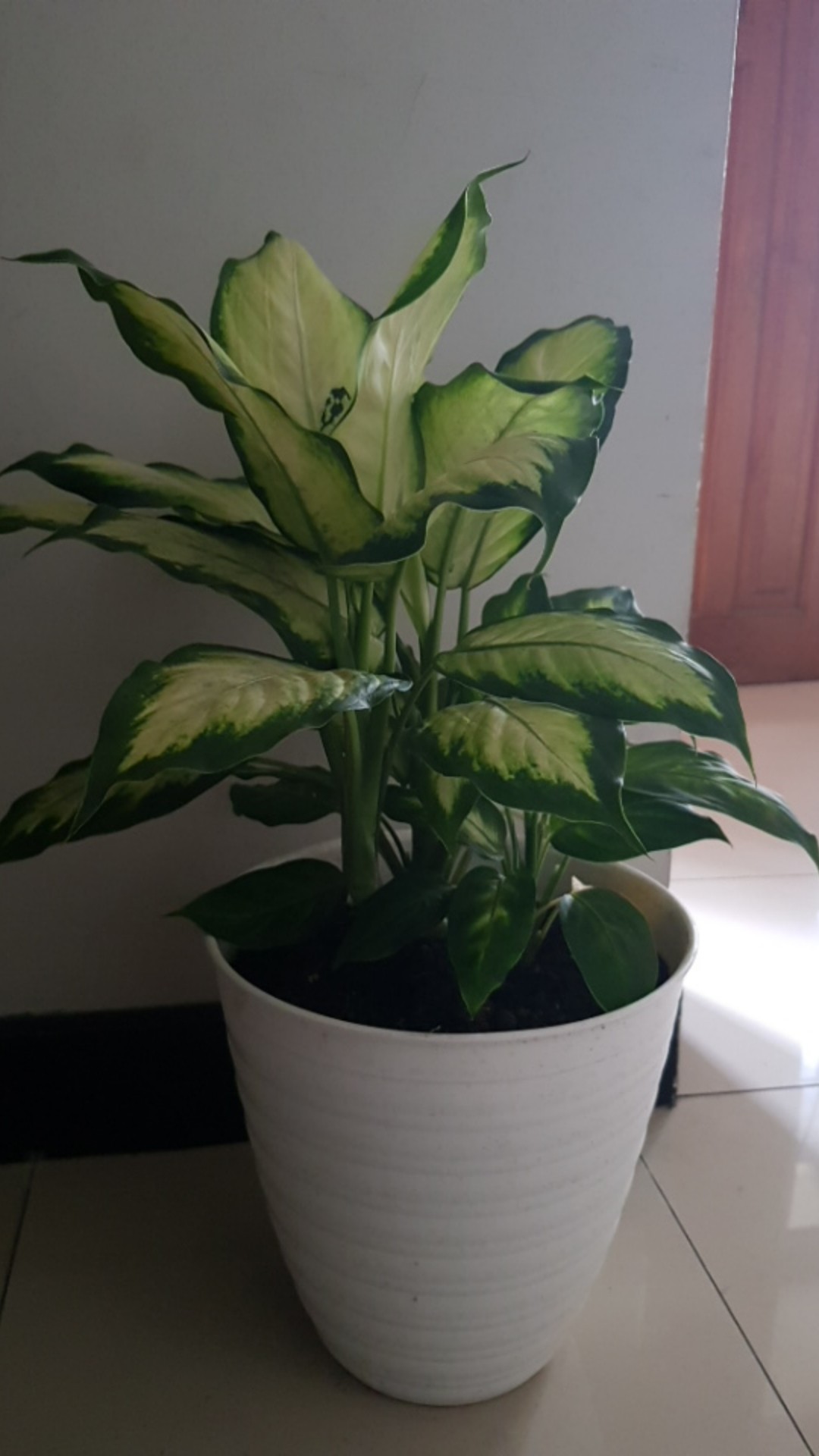 Pot Bunga Tanaman Tawon Putih Tinggi 24cm - Pirus Asli